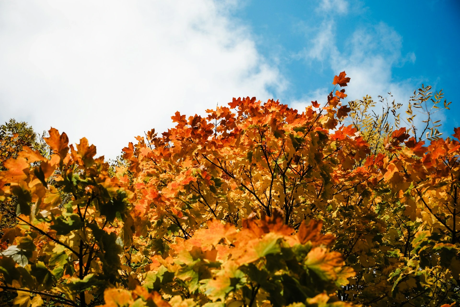 Autumn leaves and colourful trees in Bowness Calgary.