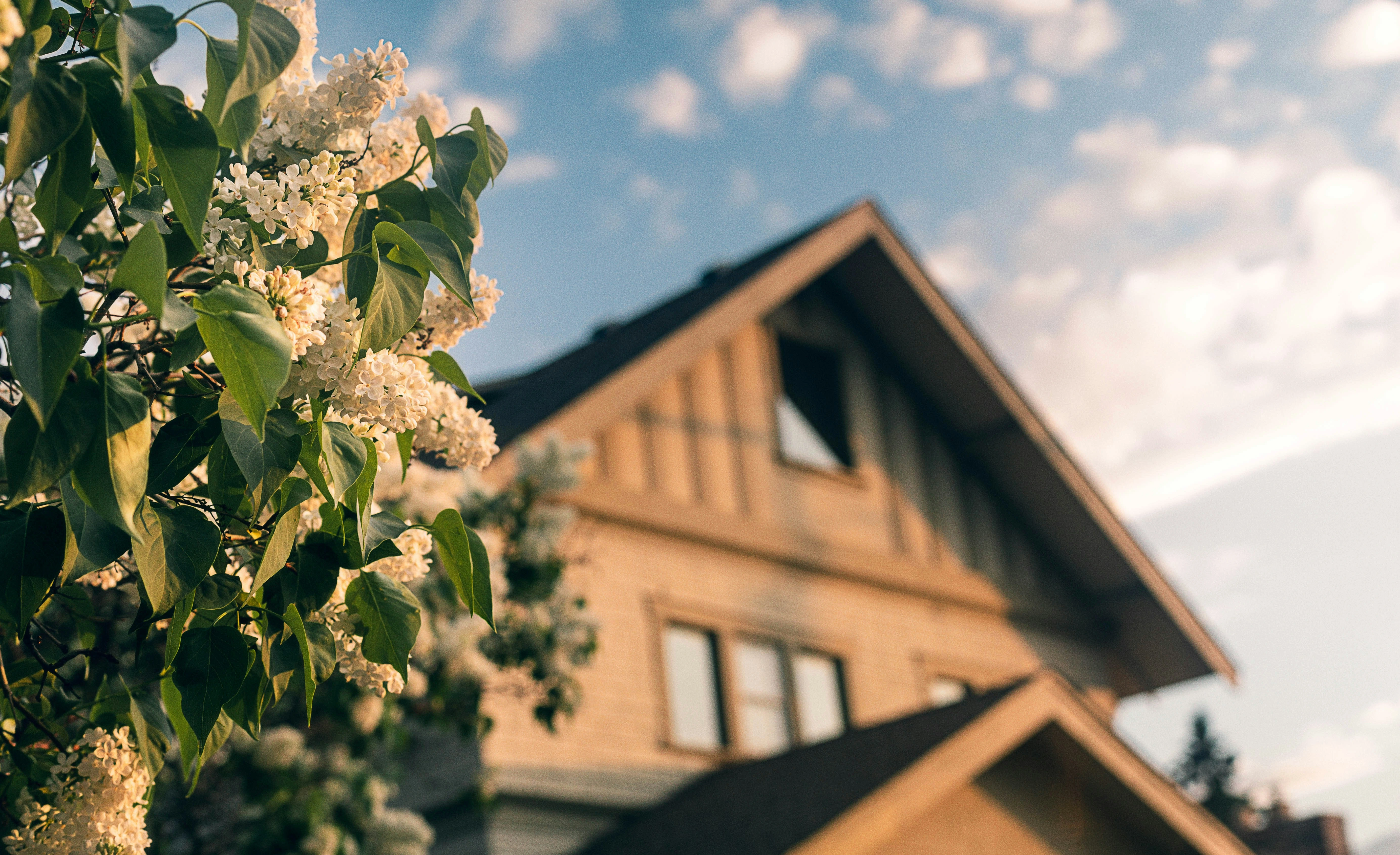 Calgary suburban home with blooming white flowers in the front yard.