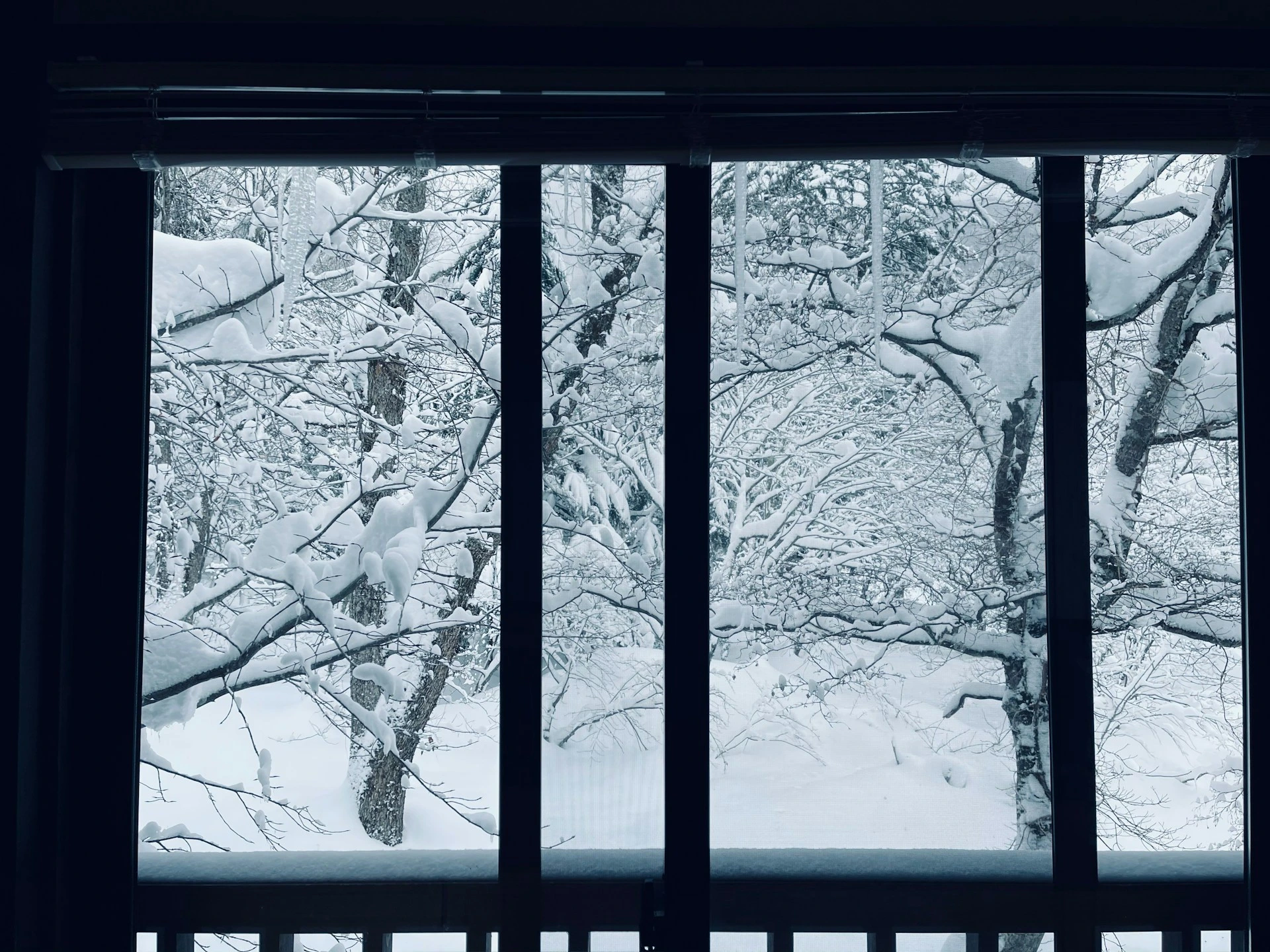 Snow-covered trees seen through a window with icicles forming outside in winter.