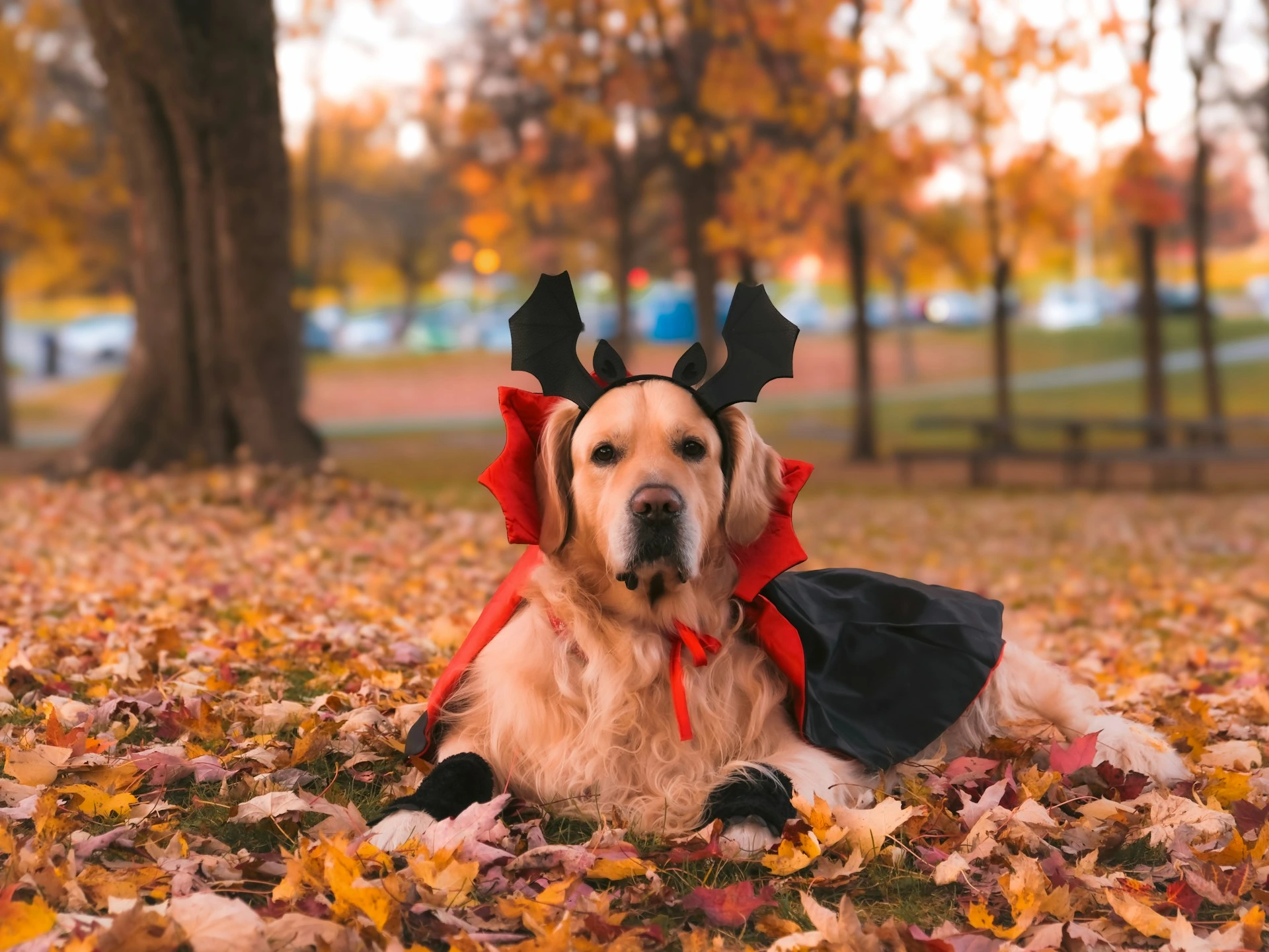 Golden retriever wearing a bat-themed Halloween costume lying on autumn leaves in a Calgary park.