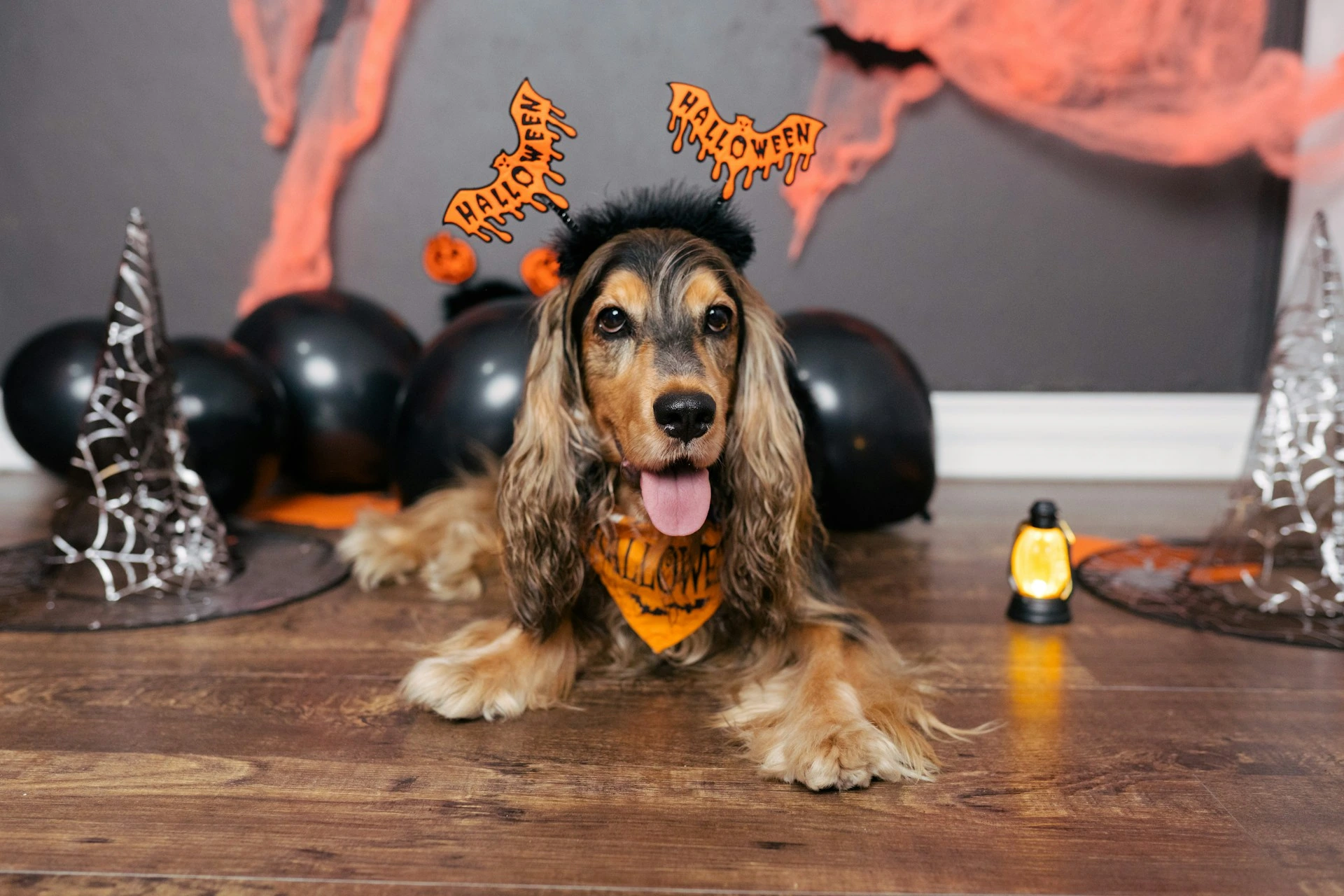 Dog in Halloween costume indoors, showing pet safety tips for Calgary homeowners.