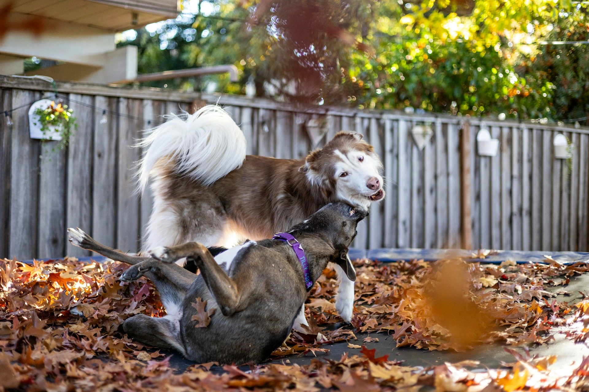 Two dogs playing in a fenced backyard surrounded by autumn leaves, showing ideal outdoor space for pet owners in Calgary.