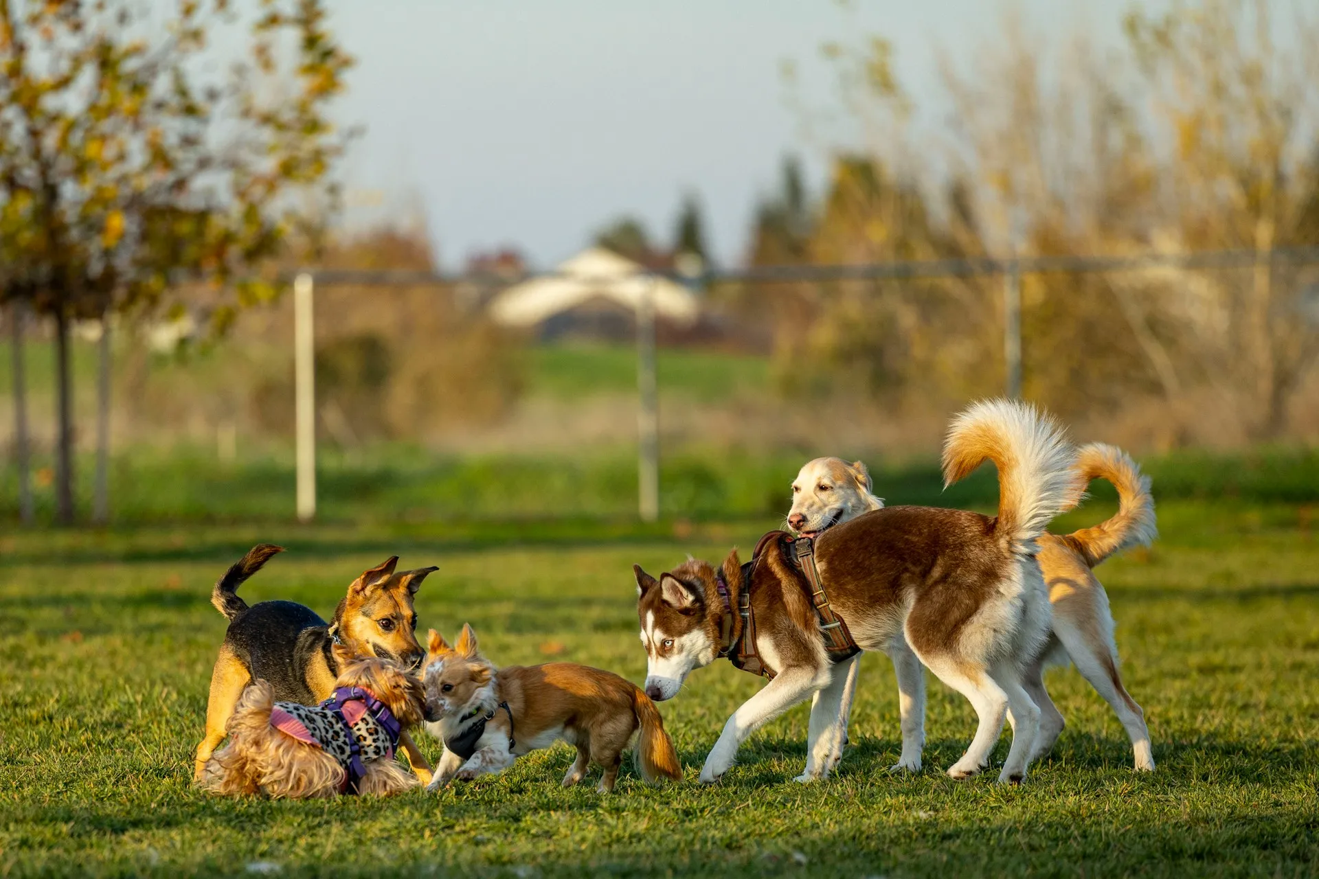 Group of dogs playing together in a Calgary dog park, representing active pet-friendly neighborhoods.