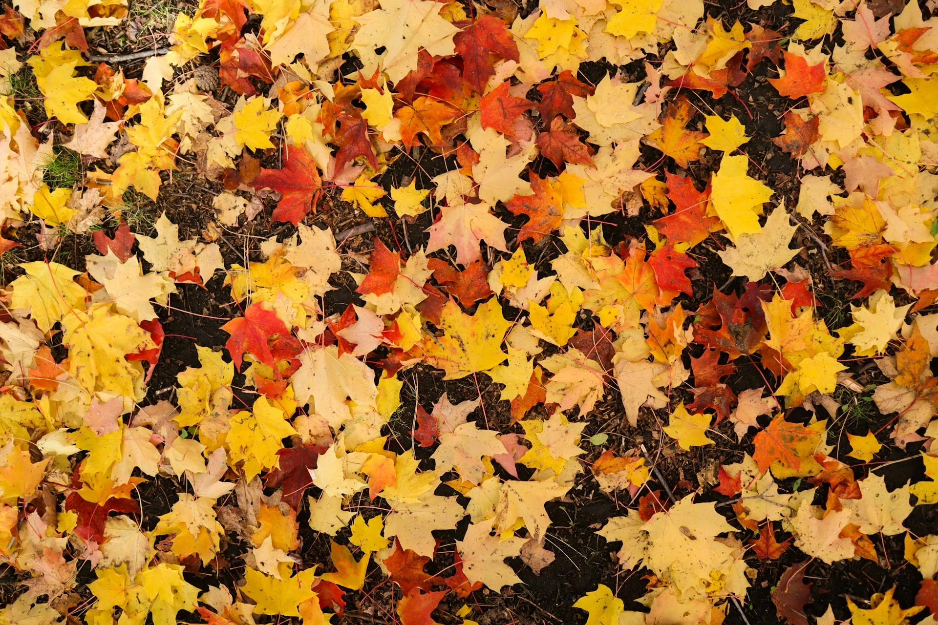 Colorful autumn leaves on the ground symbolizing seasonal gutter cleaning in Calgary.