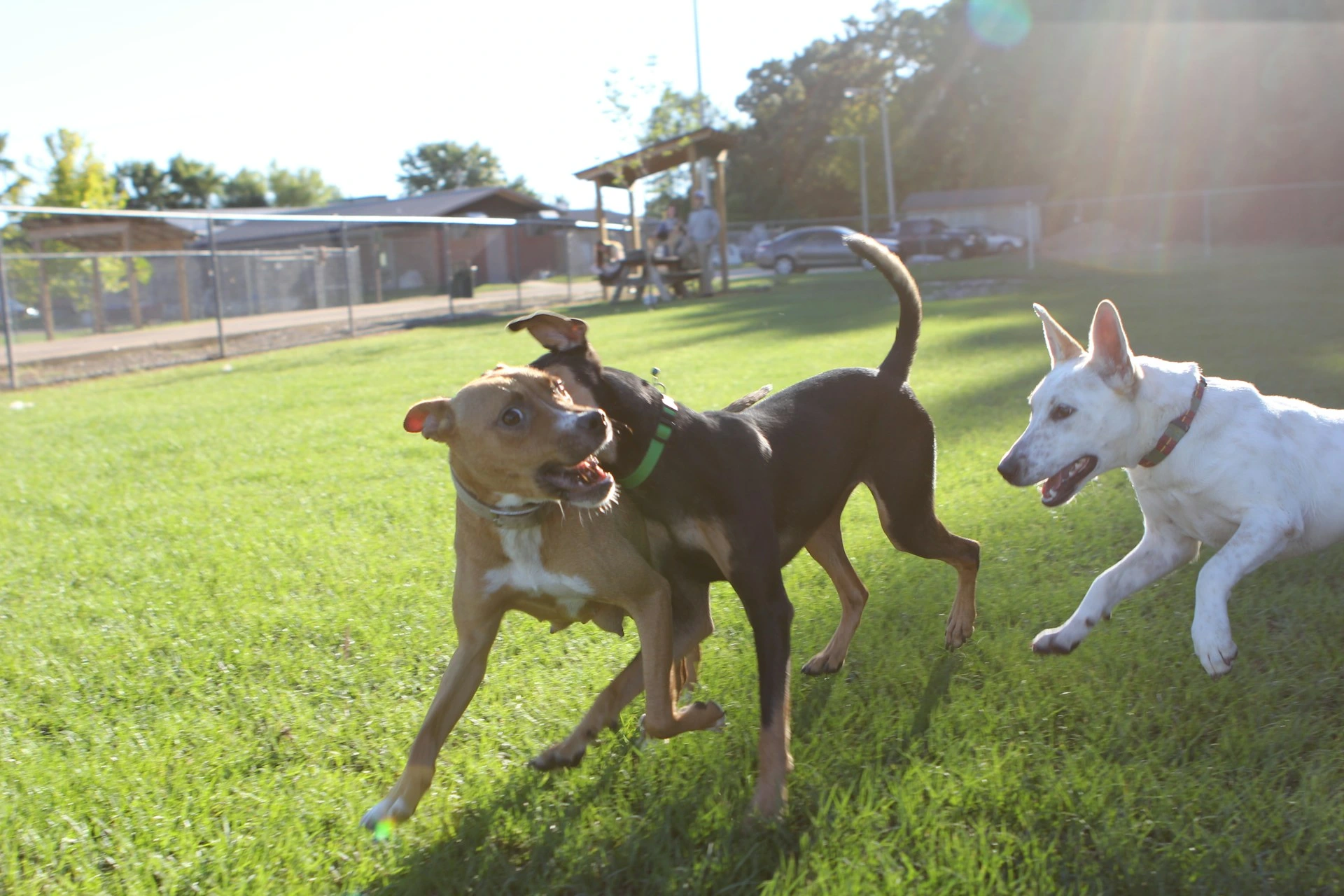 Happy dogs running across green grass at a Calgary off-leash dog park.