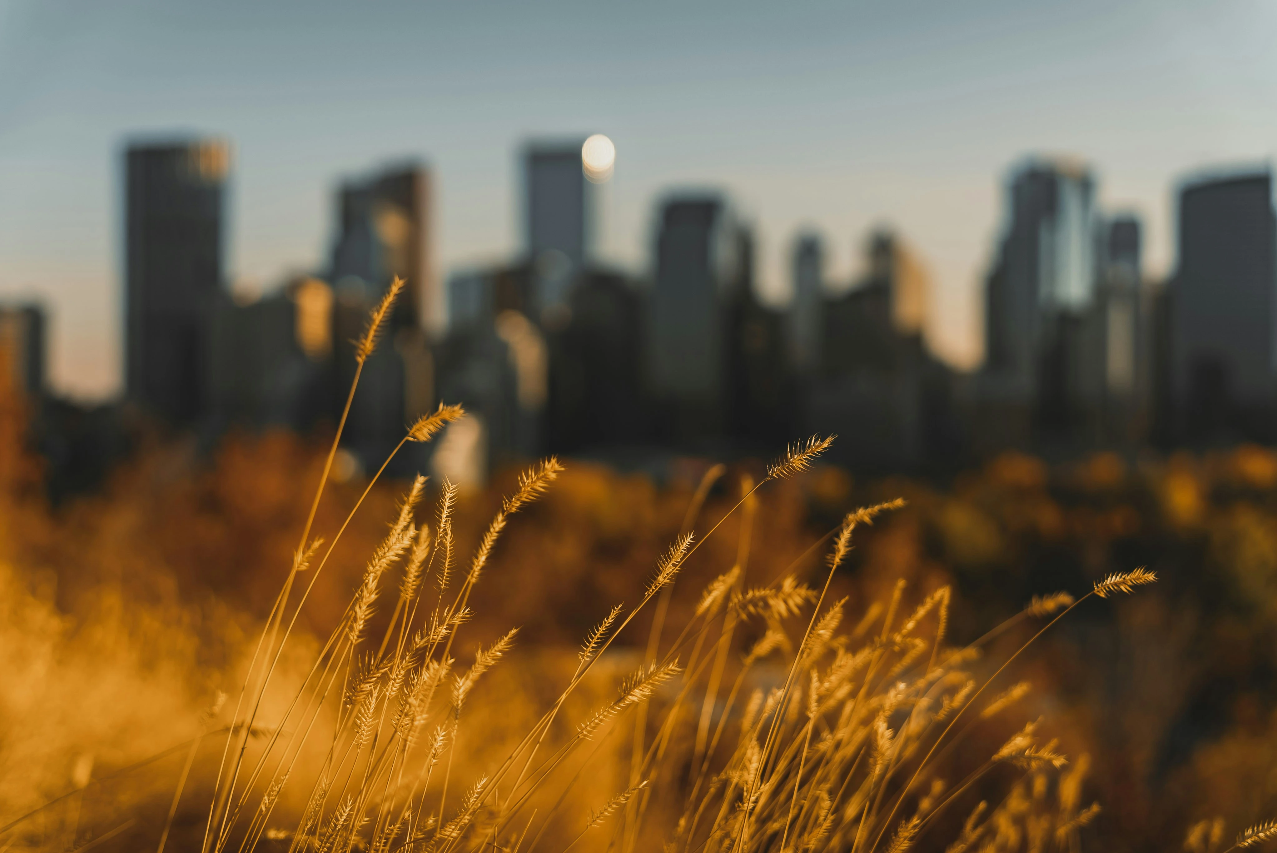 Calgary skyline at sunset with blurred grass in the foreground, representing housing market trends in 2025.