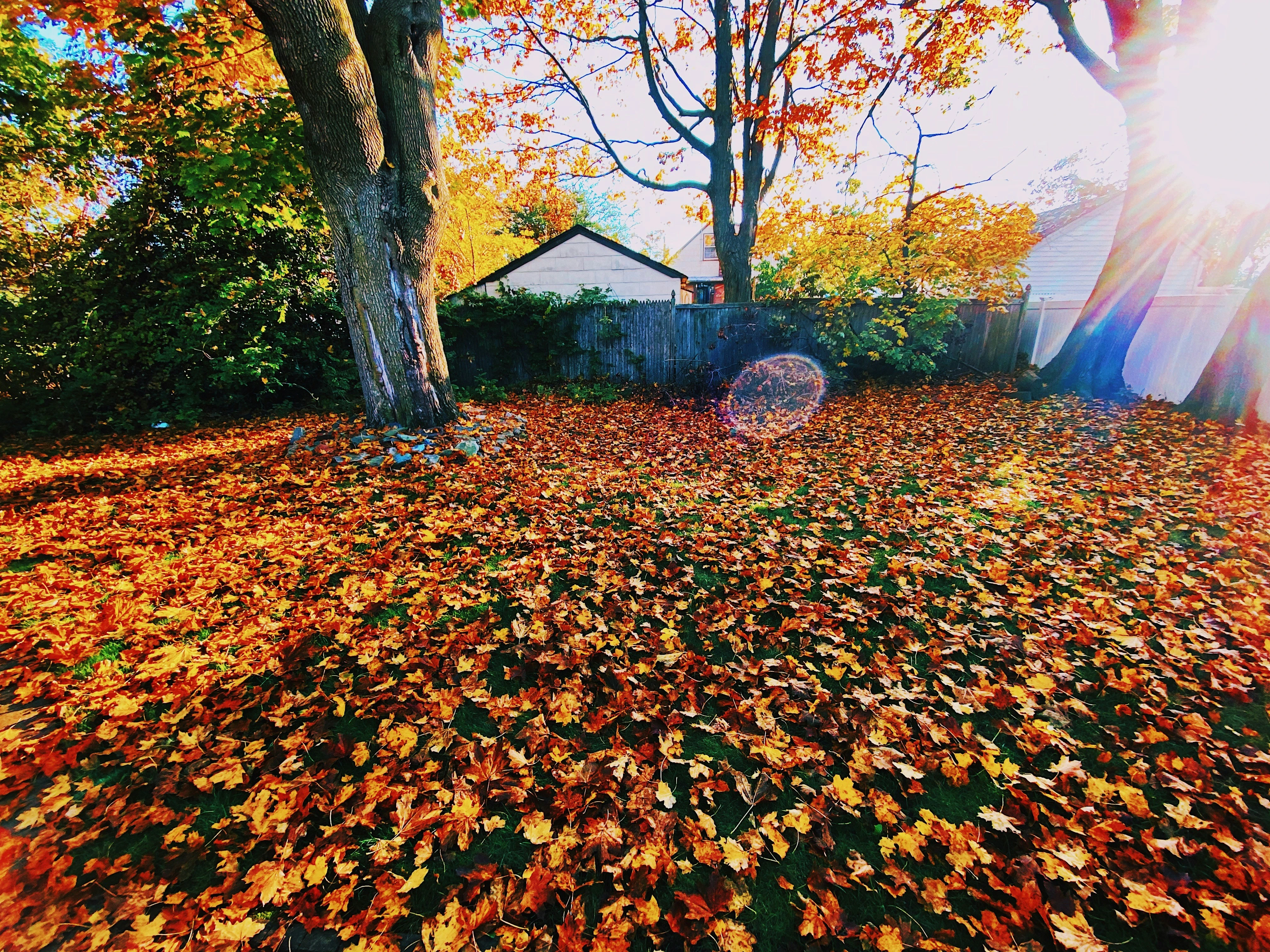 Calgary backyard in fall covered with colorful leaves and sunlight