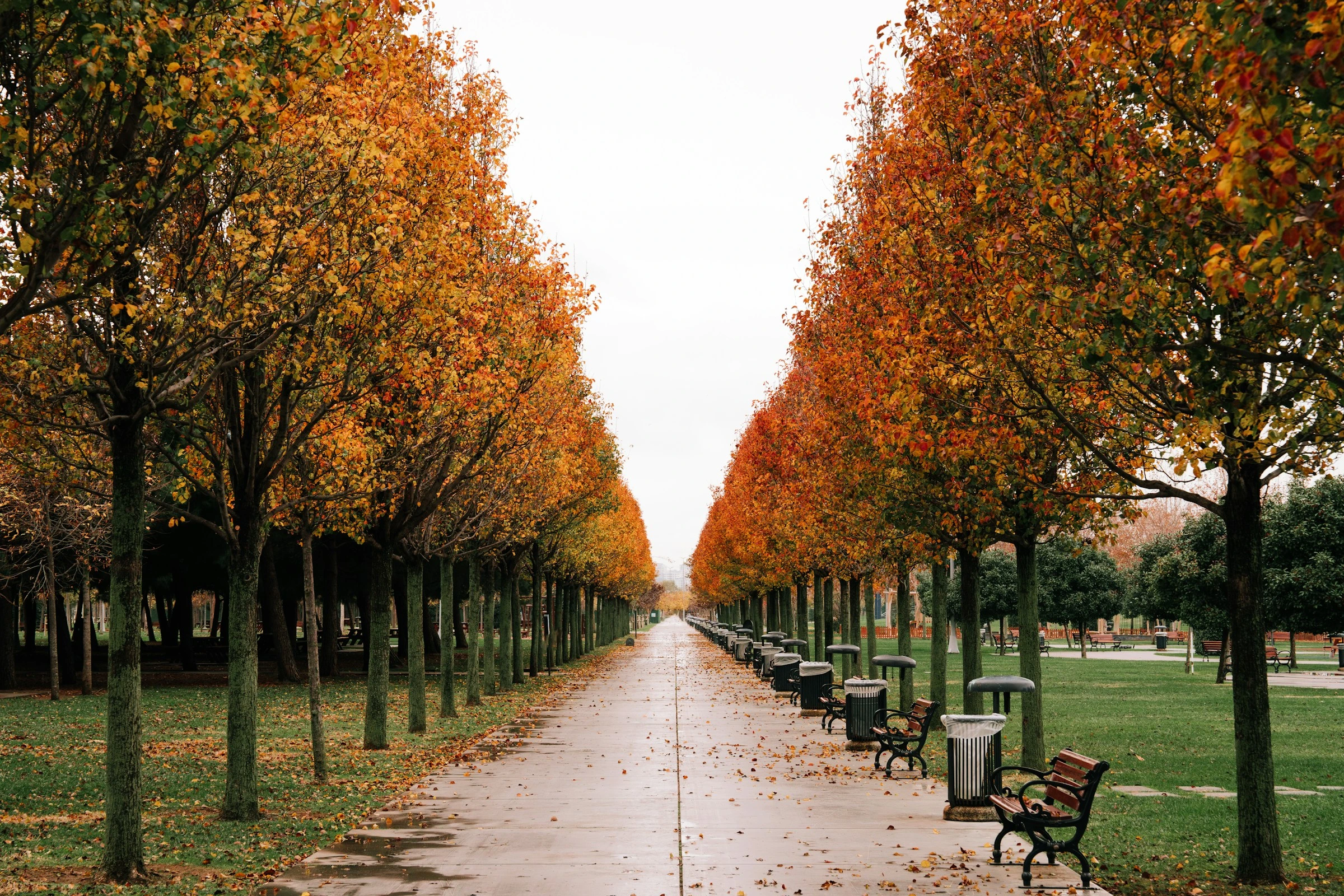 Tree-lined pathway with benches and fall foliage in Calgary, symbolizing seasonal change in real estate market.
